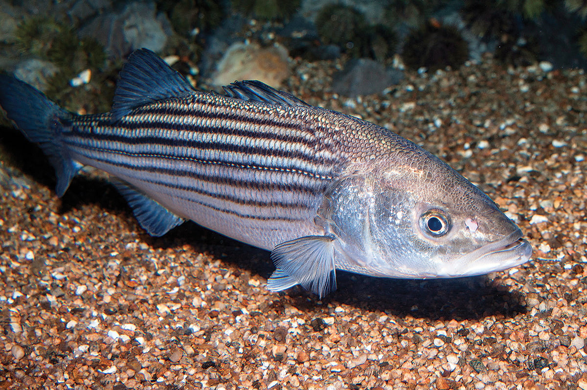 Striped Bass: History and Life Cycle - The Fisherman