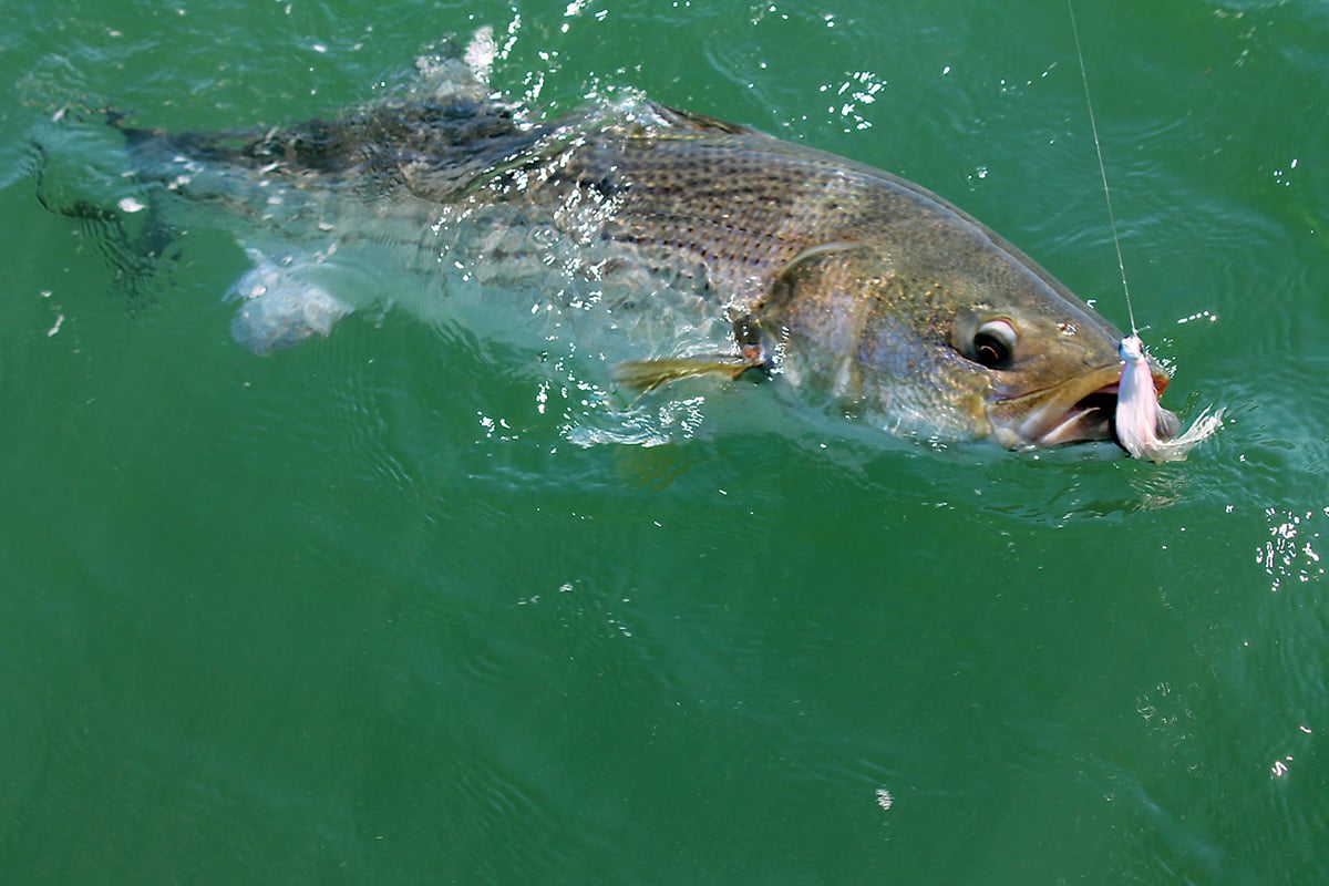 No Live Bait Needed 3 Jig Heads Green Back / 3/8oz