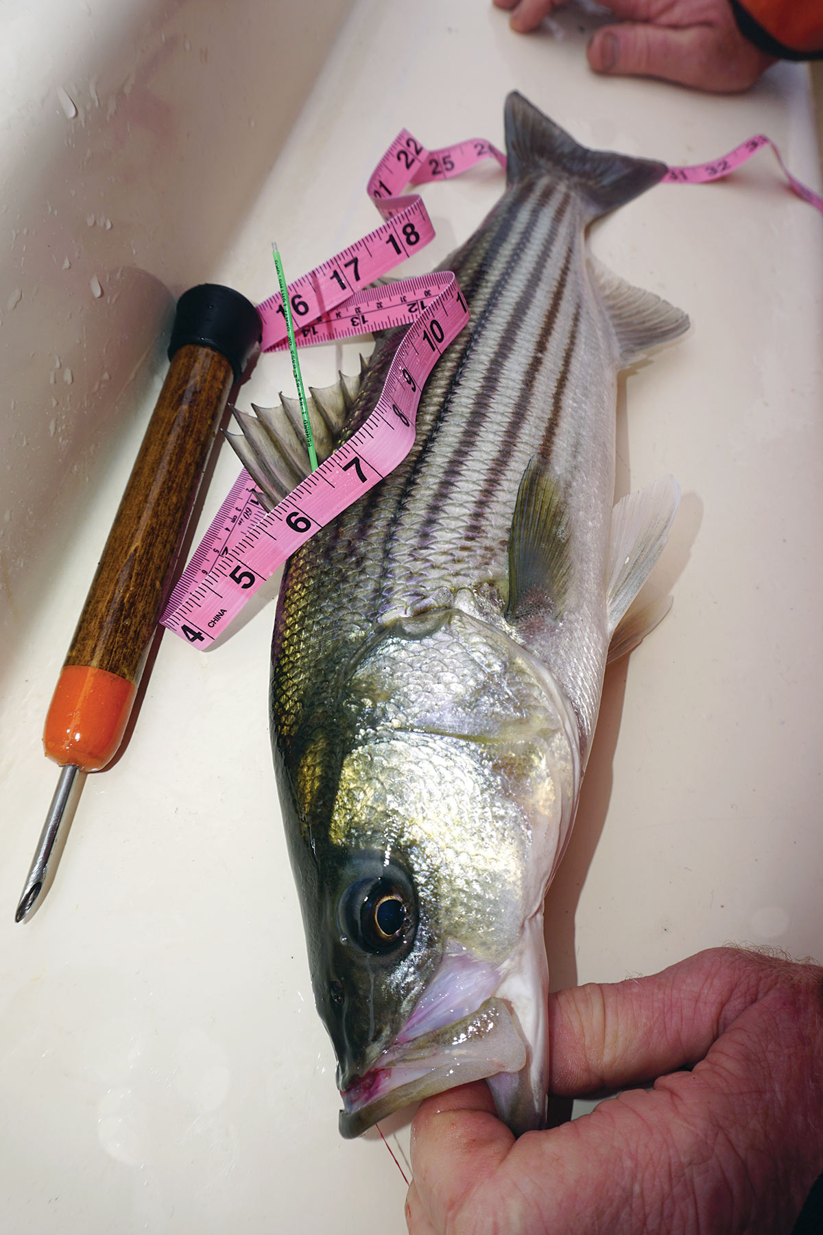 Gray Fish Tags: A Call for Tourney Anglers - The Fisherman