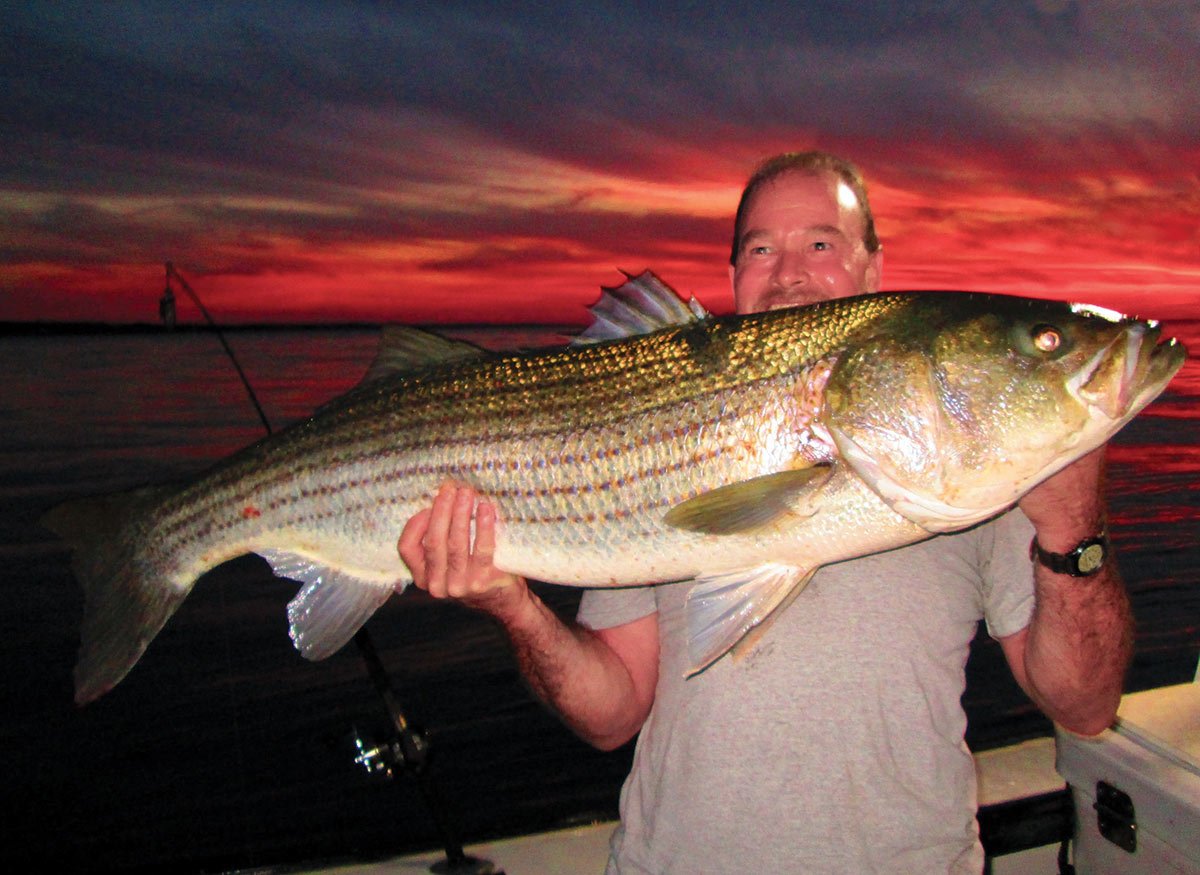 Nighttime Stripers Live Eeling Done Right The Fisherman