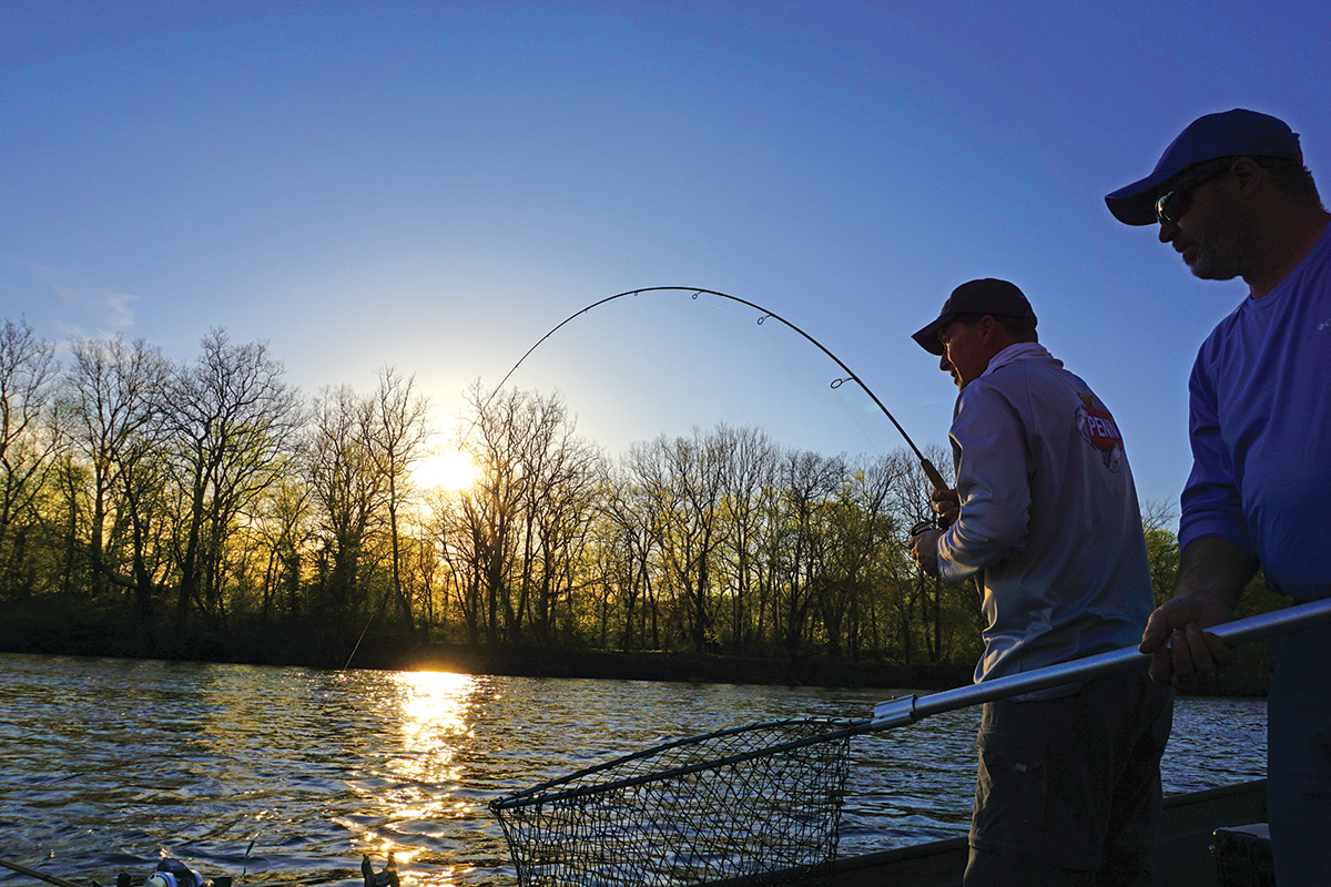 Tails of Success: The Return of Delaware River Shad - The Fisherman