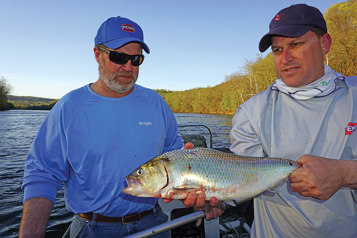 Tails of Success: The Return of Delaware River Shad - The Fisherman