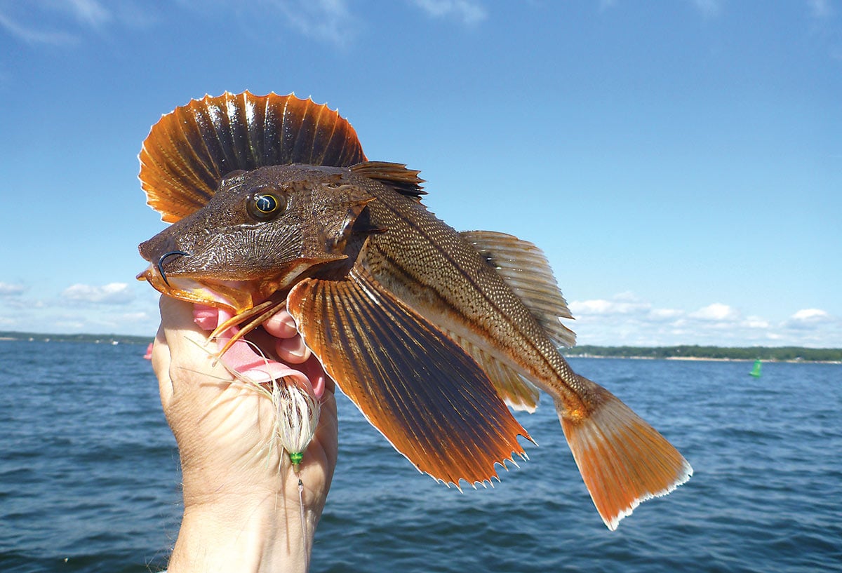 2018 6 SEA ROBIN Salad Fish