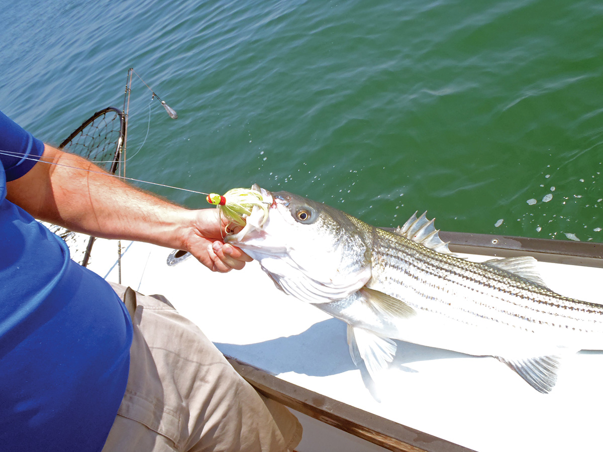 2018 6 Montauks Other Migration Fish
