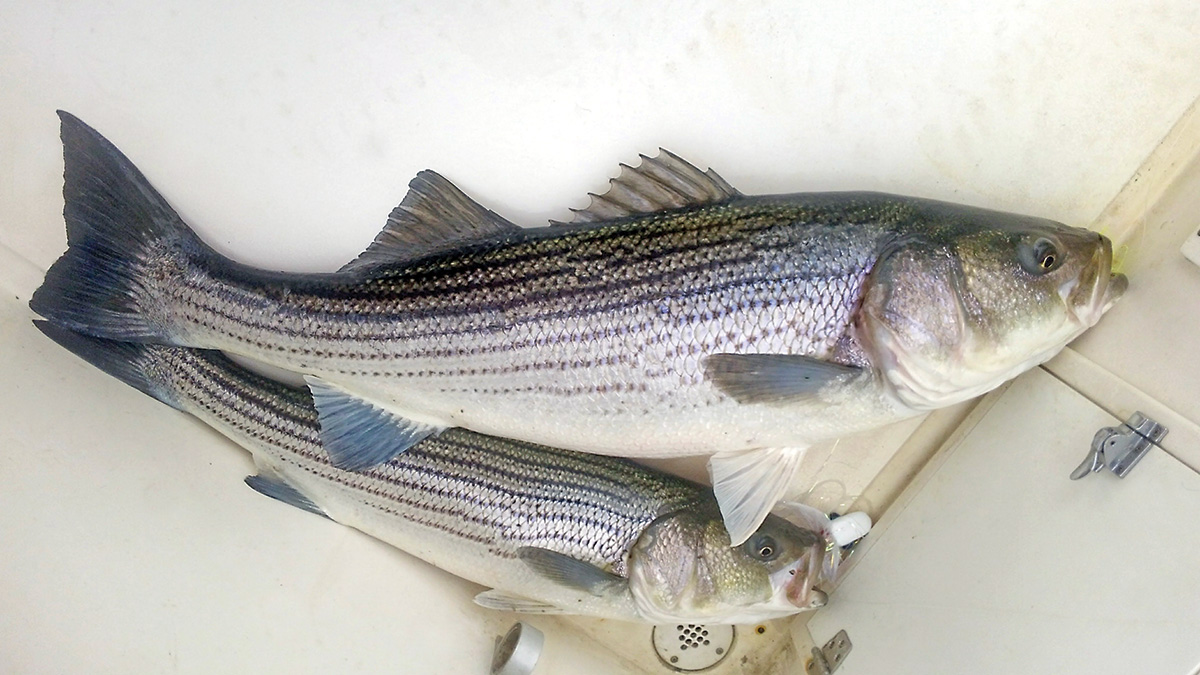 2018 6 Tracking Grand Slammers STRIPED BASS