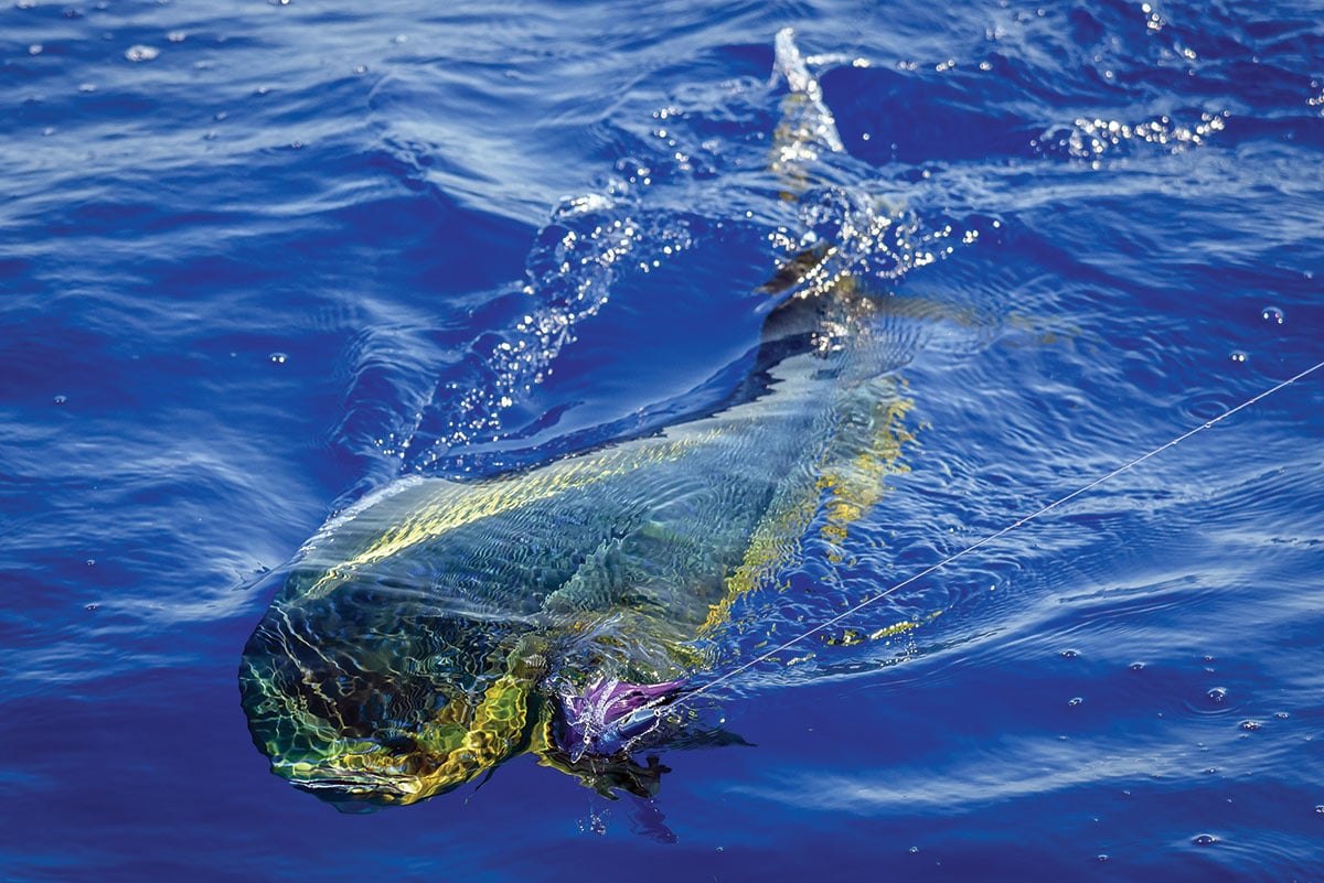 2018 7 Dream Boat Mahi Underwater