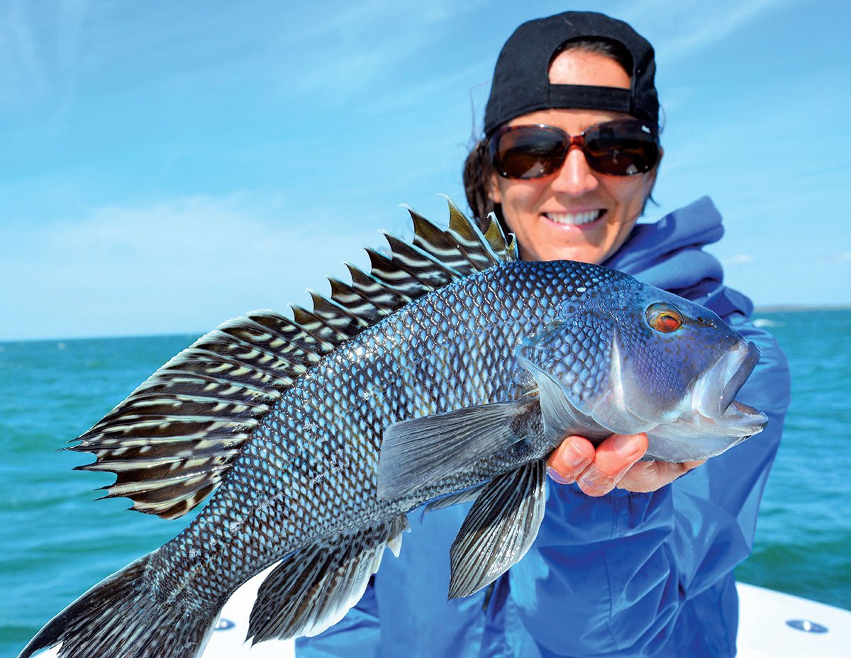 Sea Bass: A Rising Star - The Fisherman