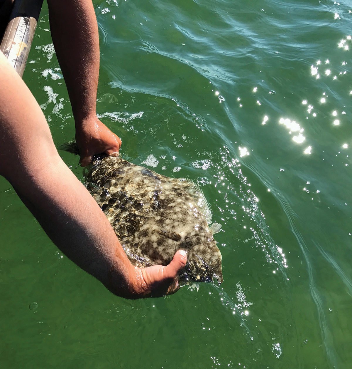 2018 8 Skinny Water Fluke Fish