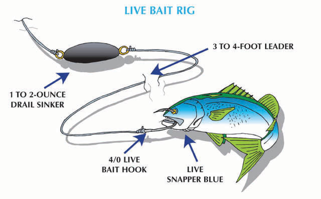 2018 8 Diversify Your Fluke Fishing Live Bait Rig