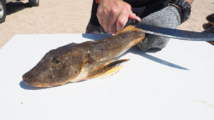 2018 8 Searobbins Trash Fish No More Fillet1