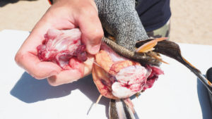 2018 8 Searobbins Trash Fish No More Fillet5