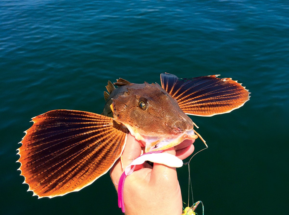 Sea Robins: Trash Fish No More! - The Fisherman