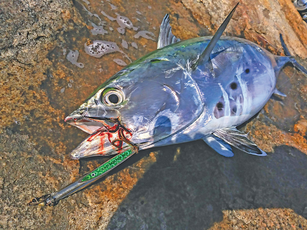 2018 9 Albies And More Fish 2