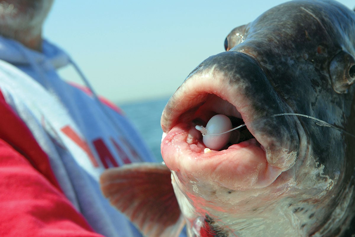 Run Off Lures Shrimp Head Blackfish Jigs