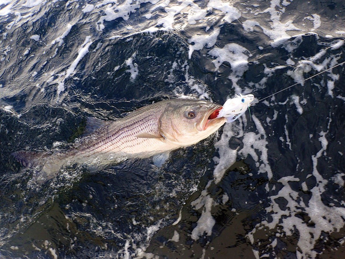 Where Do Wahoo Spend Time in the Water Column? - Hook, Line and Science