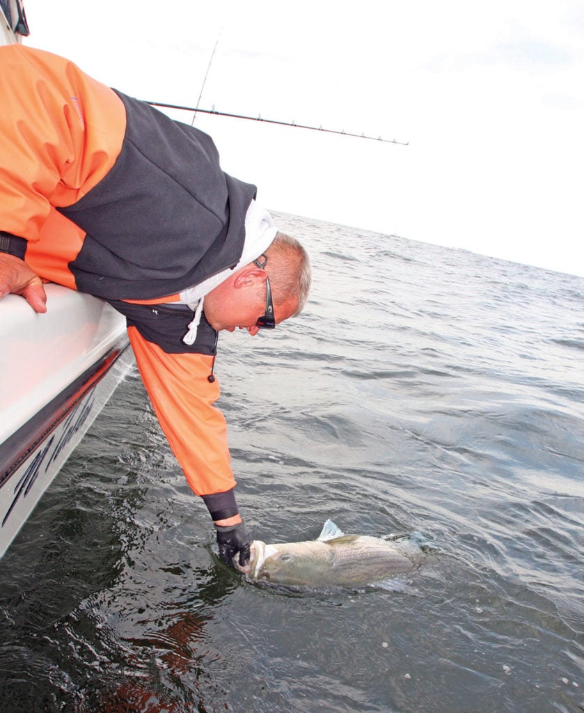 2018 11 Do Bigger Stripers Make Better Spawners GOOD FISH By JDB