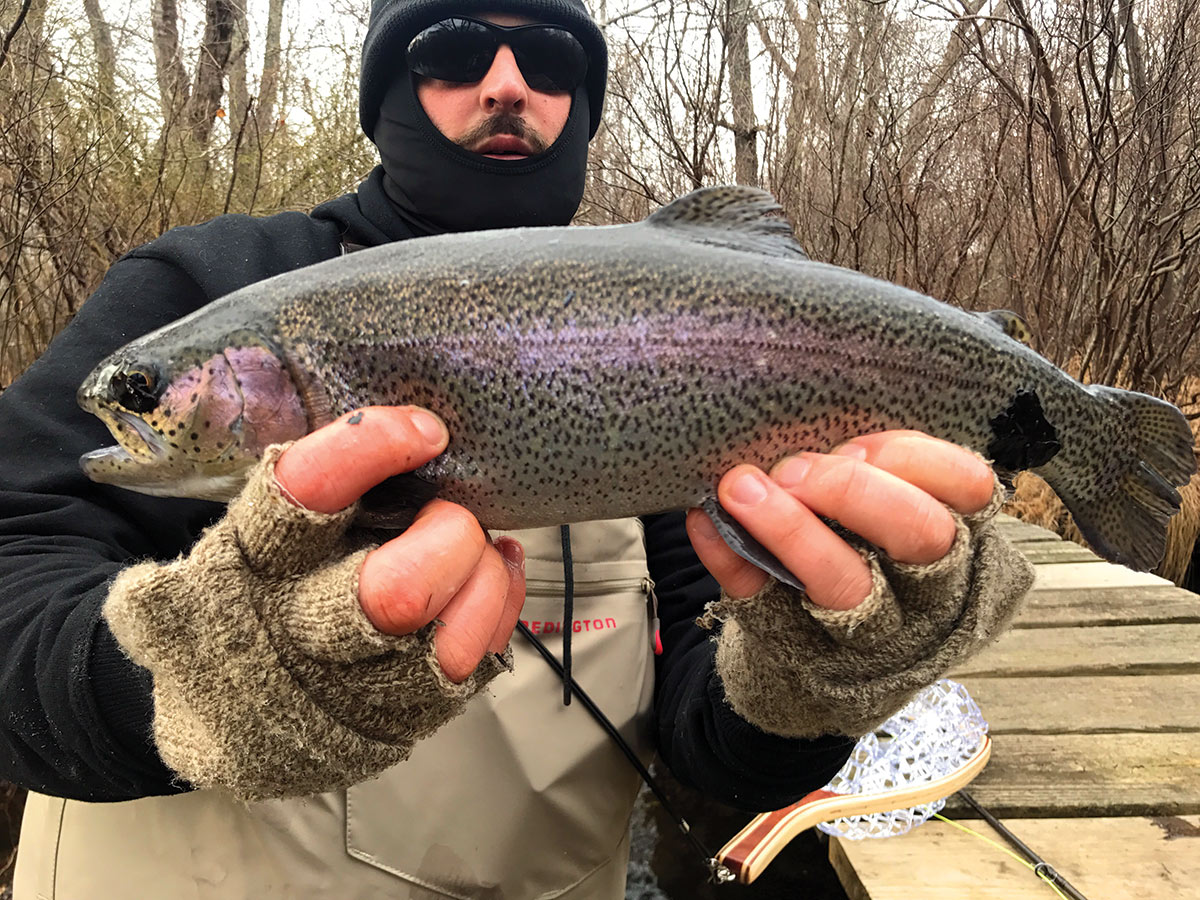 2018 12 Cabin Fever Not Sweetwater Purple Fish