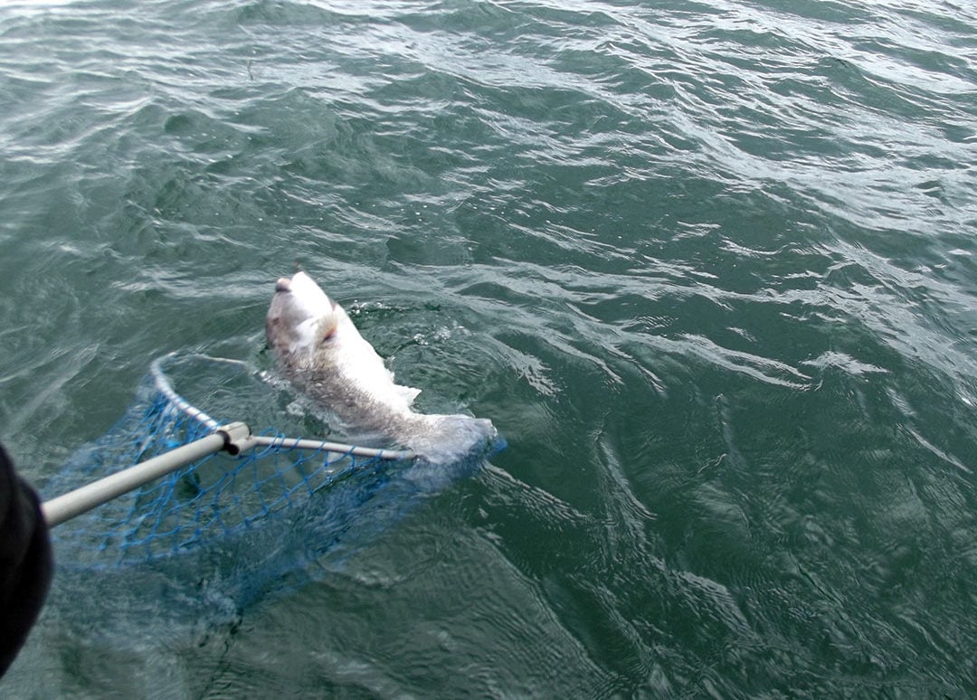 2019 1 Mega Tog A 19 Pounder Big Tog Landing
