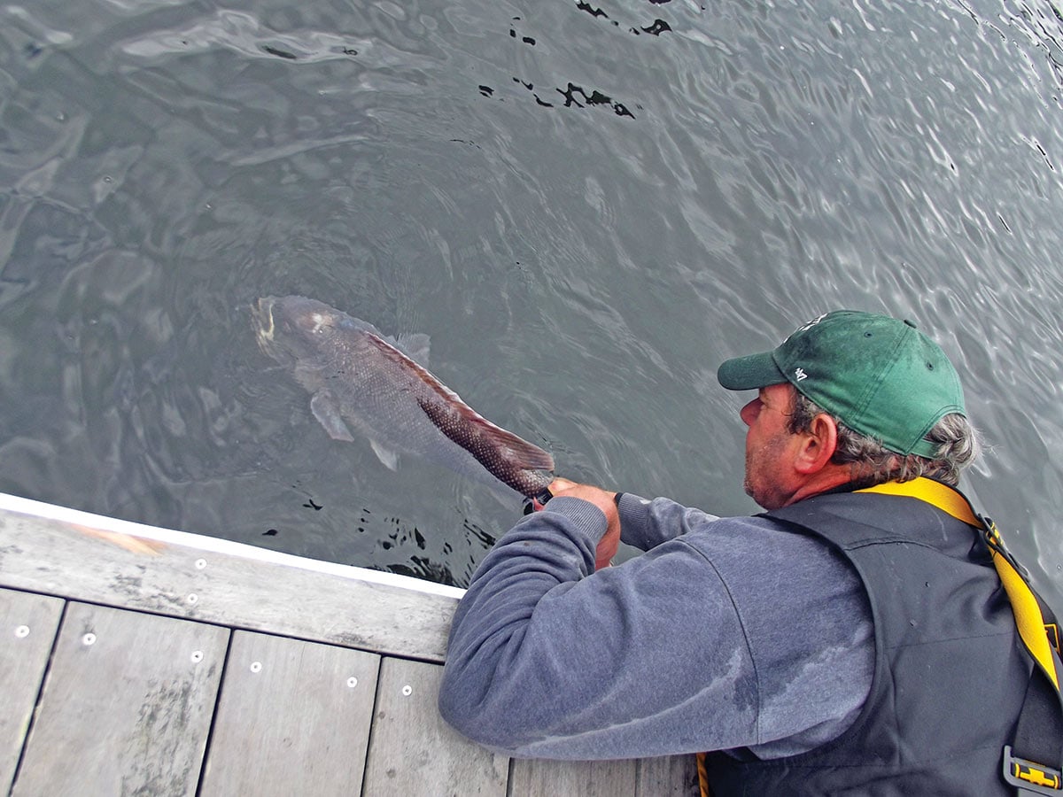2019 1 Mega Tog A 19 Pounder Big Tog Reviving