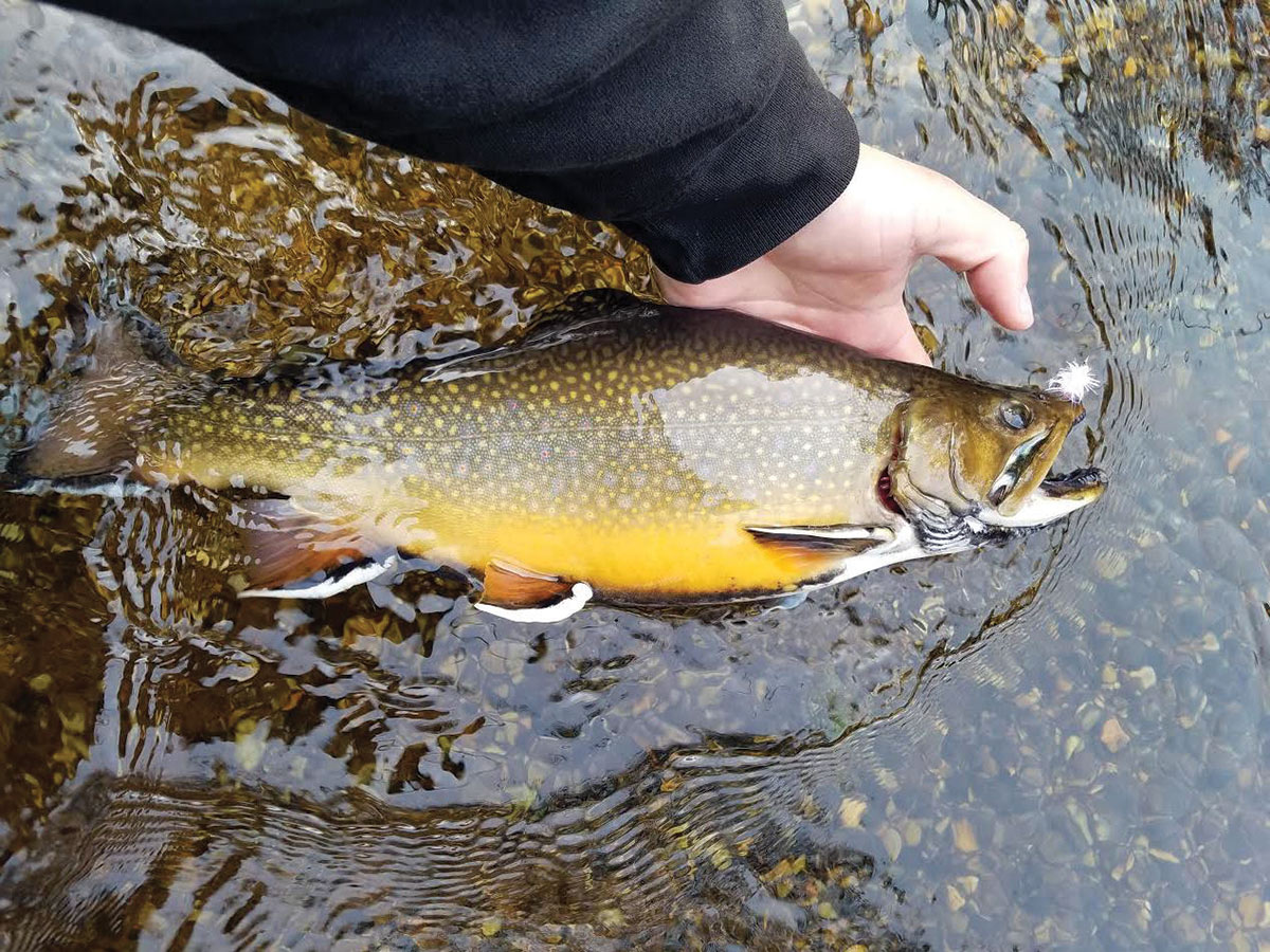 2019 1 Reconnecting With The Connetquot 1 Brook Trout