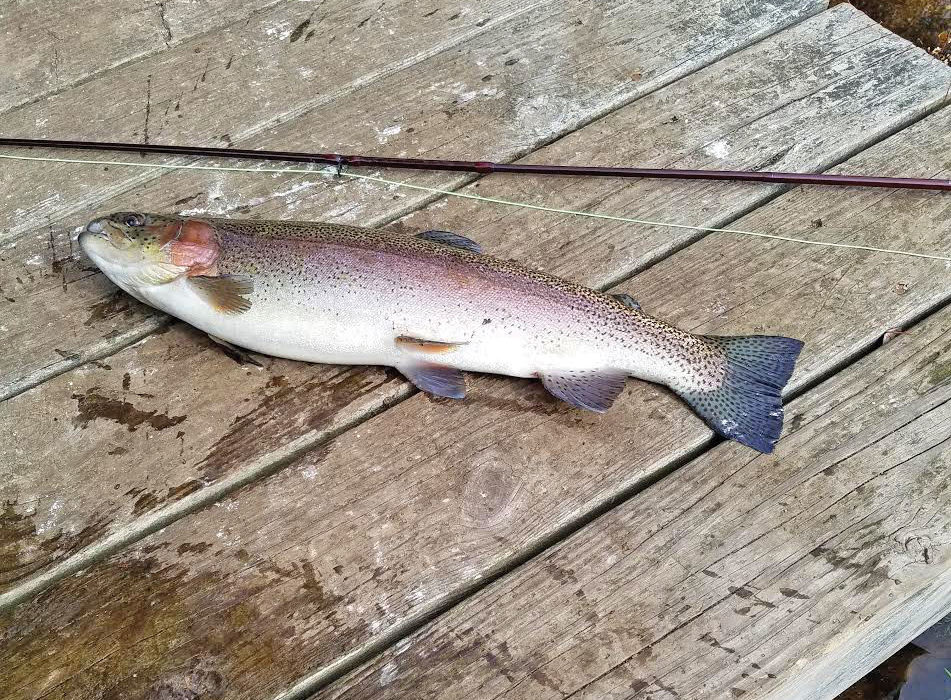 2019 1 Reconnecting With The Connetquot 2 Rainbow Trout