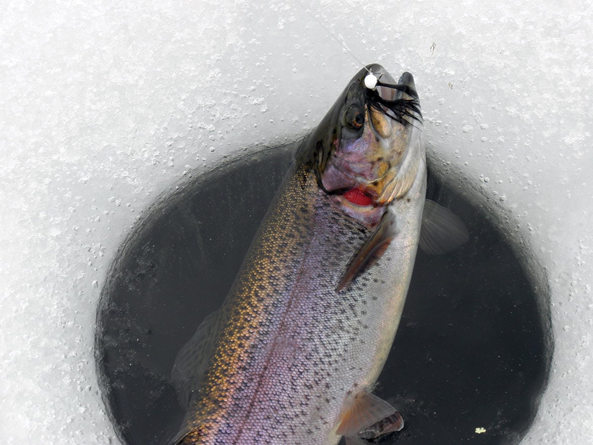 2019 1 The Ice Is Nice Fish