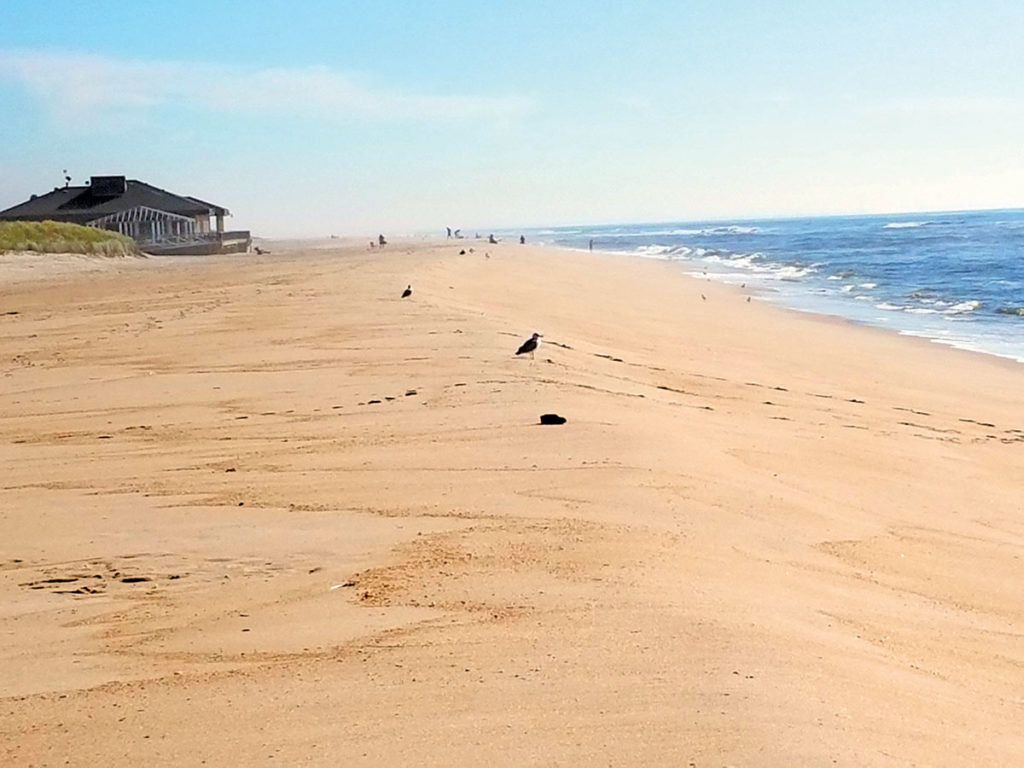 2019 2 Changing Beaches Birds