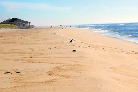 2019 2 Changing Beaches Birds