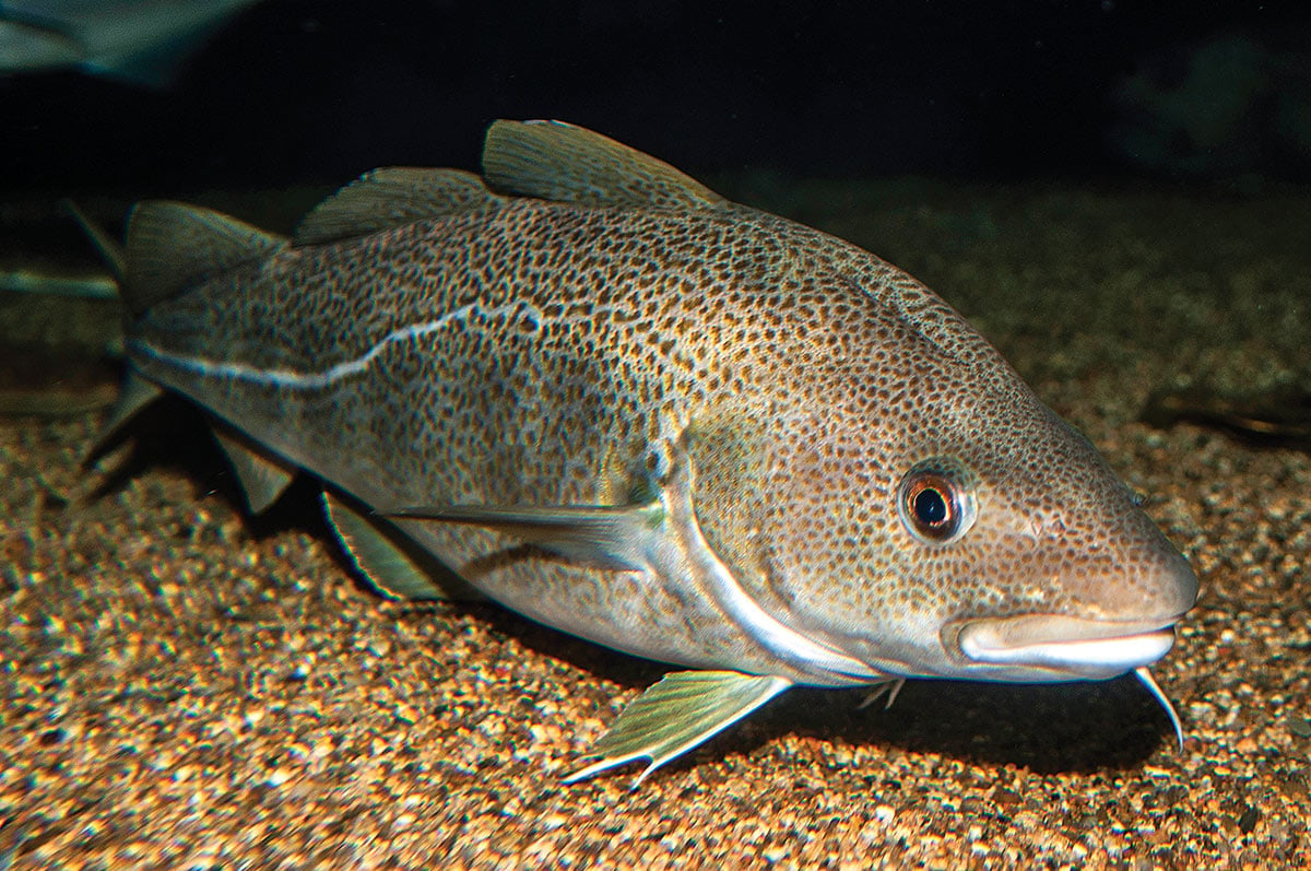 2019 2 Profiling The Atlantic Cod Cod