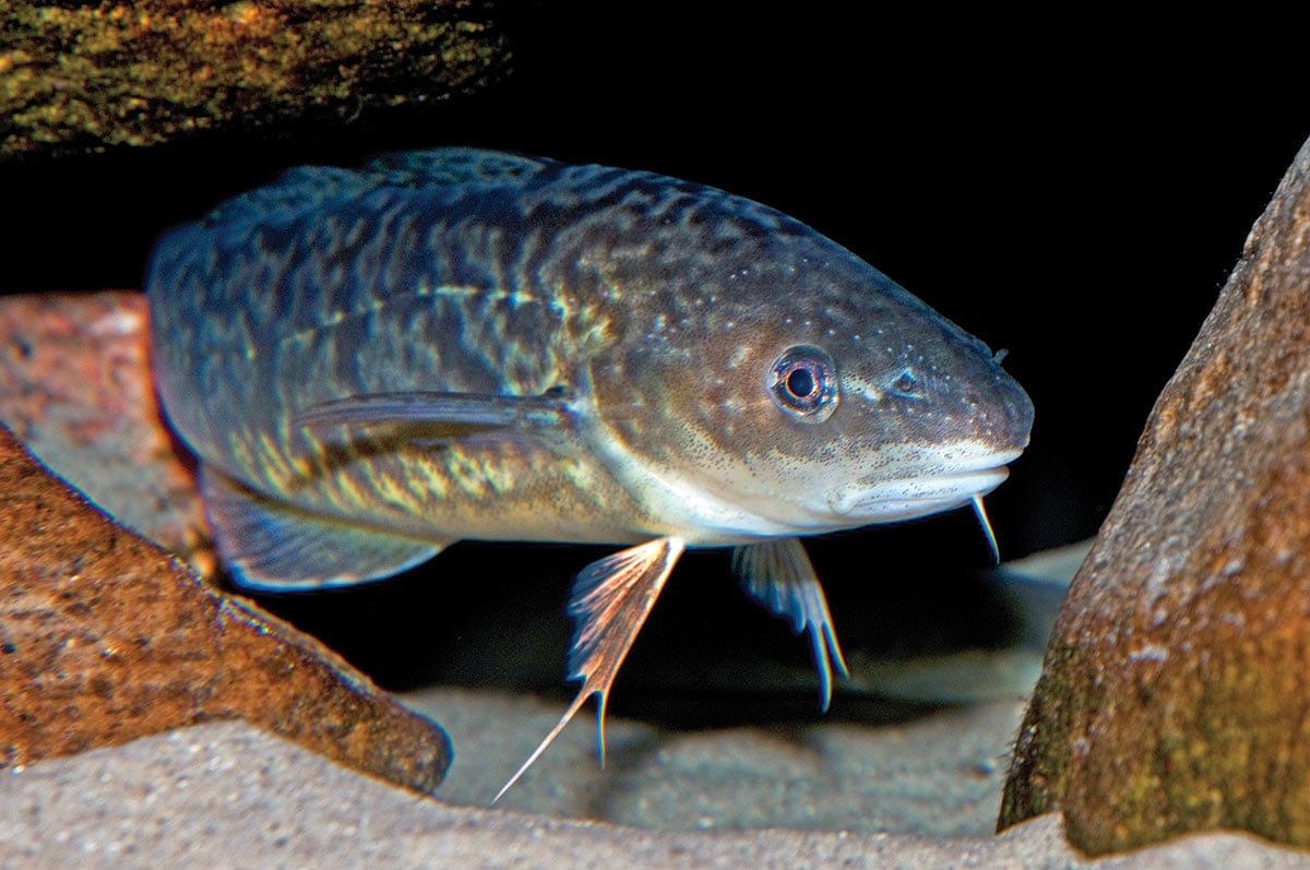 2019 2 Profiling The Atlantic Cod Red Hake