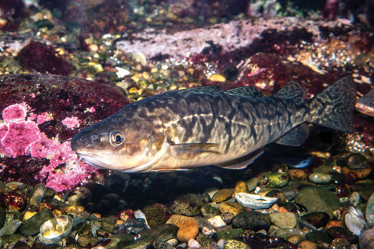 2019 2 Profiling The Atlantic Cod Tomcod