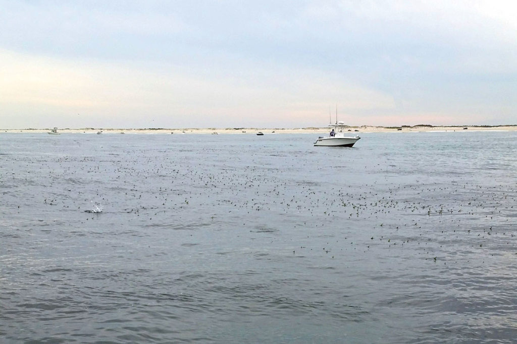 2019 3 For Success And Conservation BUNKER TAILS