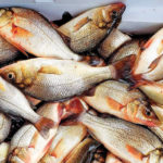 2019 3 Late Winter White Perch COOLER OF FISH
