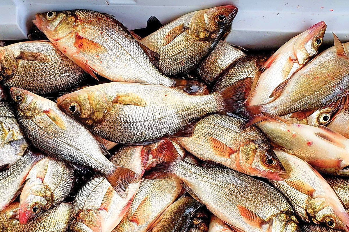 Fishing Ice Perch - In-Fisherman