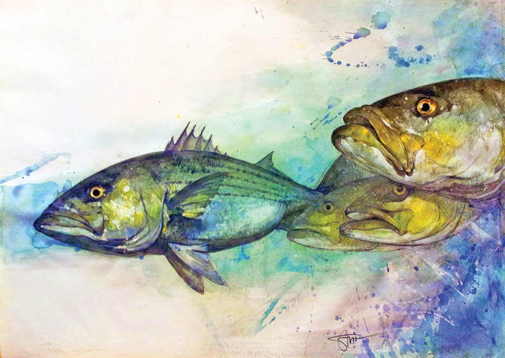 2019 3 Striped Bass Assessment Update Artwork