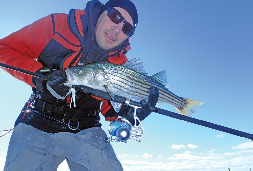2019 3 Striper Stocks 50 Count Catch