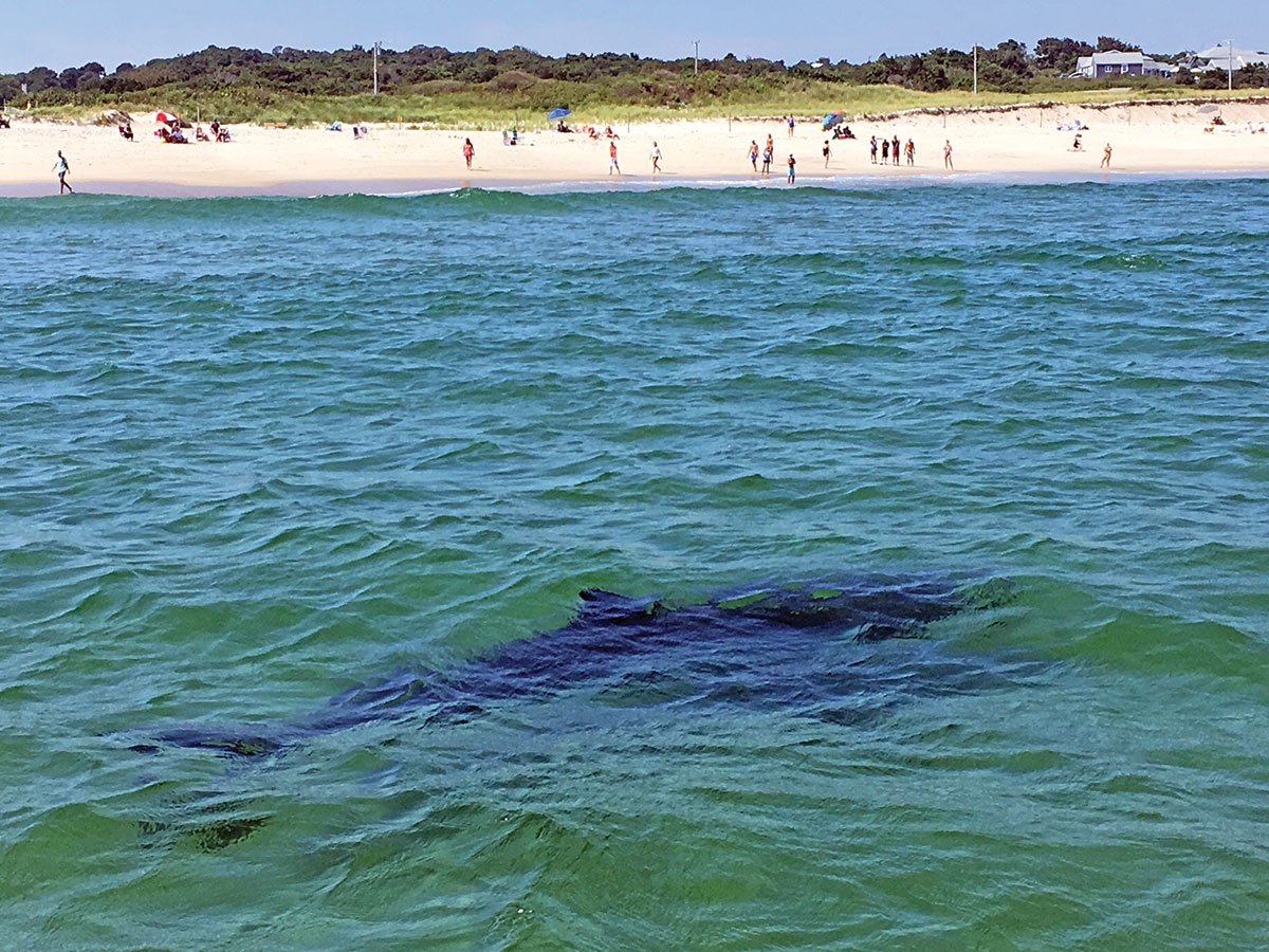 2019 3 The State Of The Shark Beach