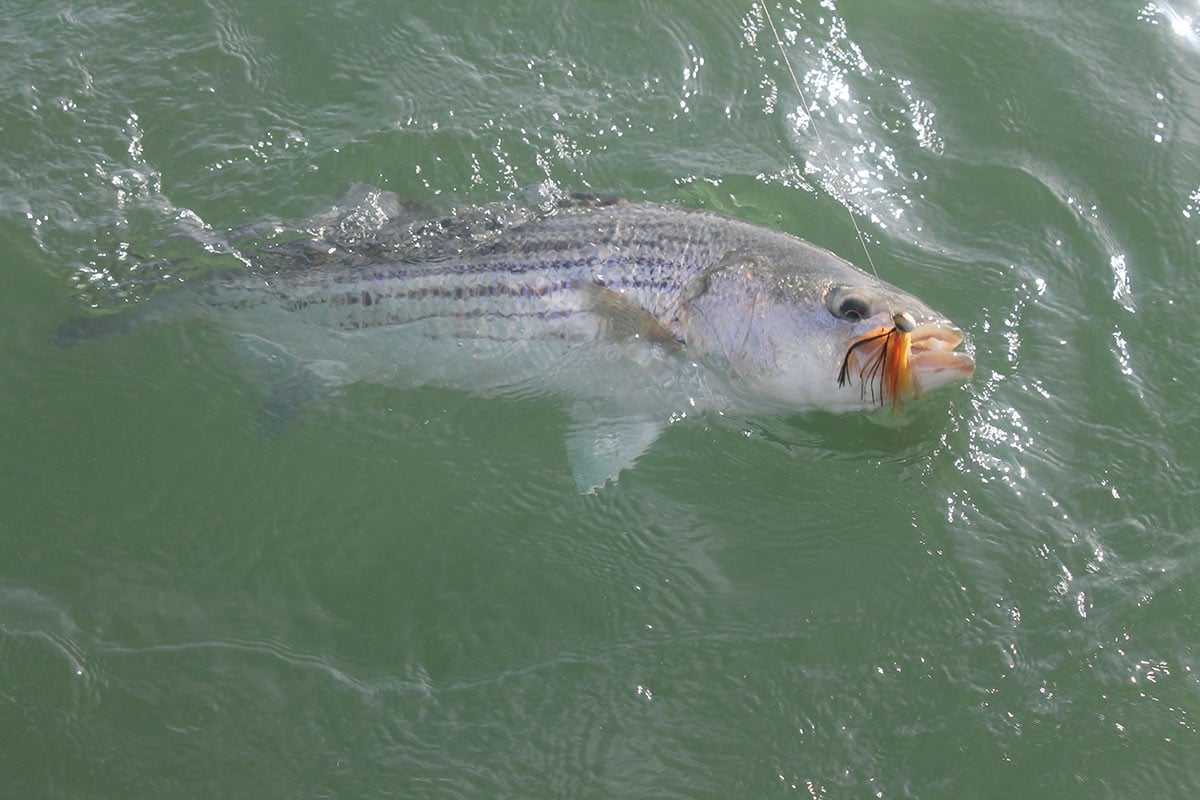 2019 4 Catch And Release Mortality Fish
