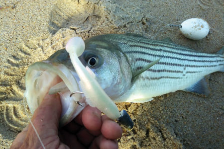 2019 4 Fishing From The Bottom Up Show Catch