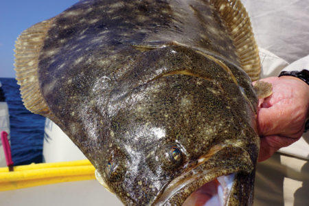2019 4 Fluke Status Science Cus Both Ways Fish