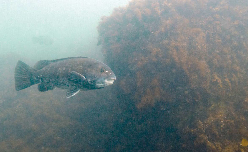 2019 4 Game Changing Tautog Water