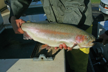 2019 4 Reigning Over Spring Rainbows BREEDERS