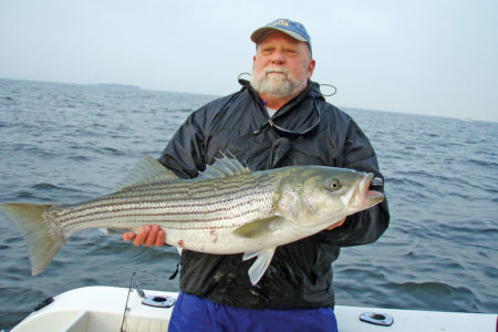 2019 4 Striped Bass Where Are We Headed Catch