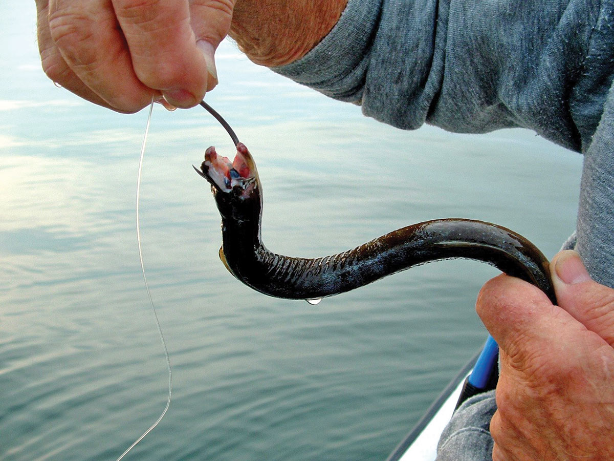 Gettin' Bait: The Rugged Life of an Eel Man - The Fisherman