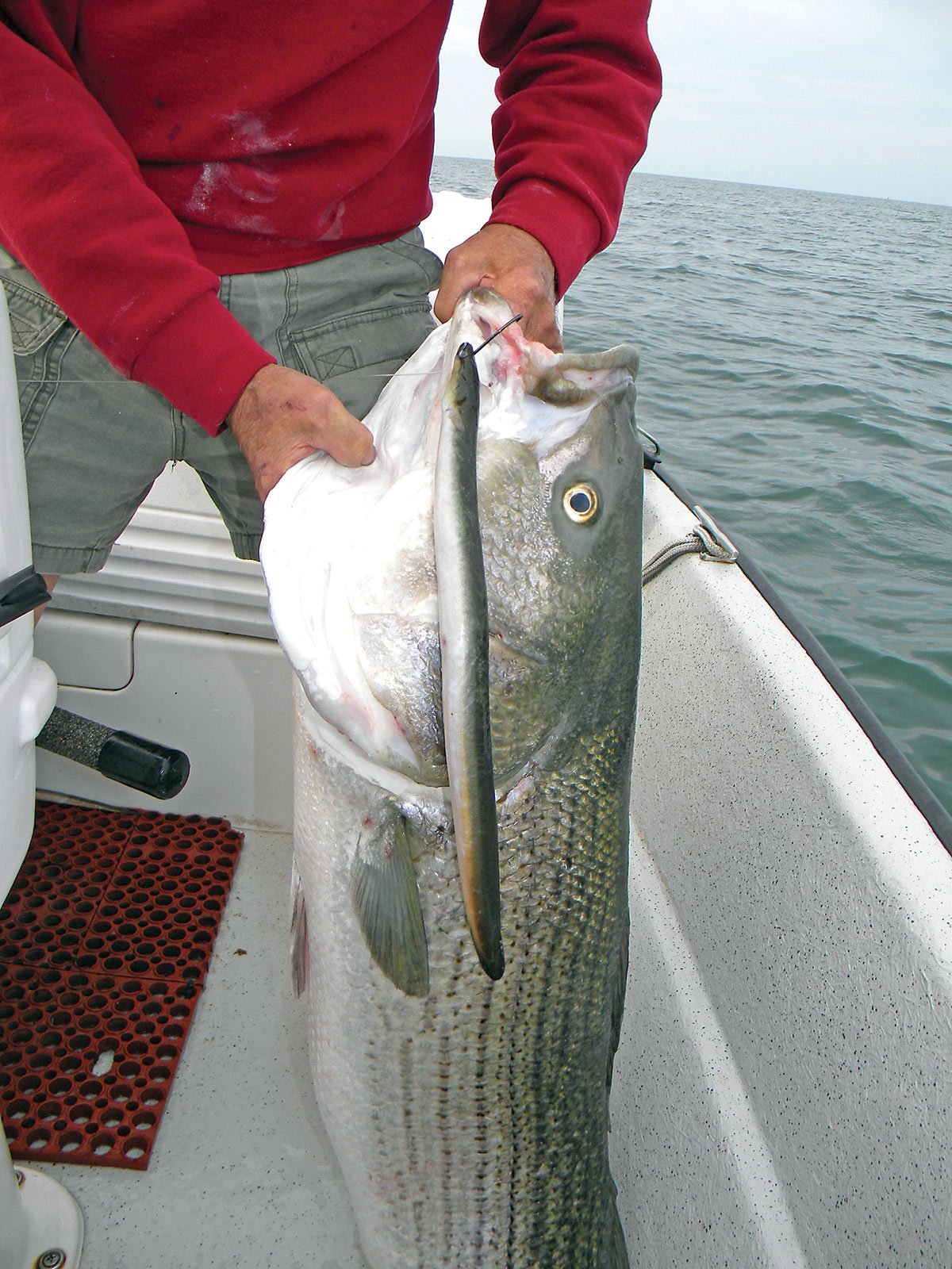 Gettin' Bait: The Rugged Life of an Eel Man - The Fisherman