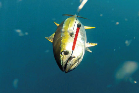 Fish attached to aline underwater