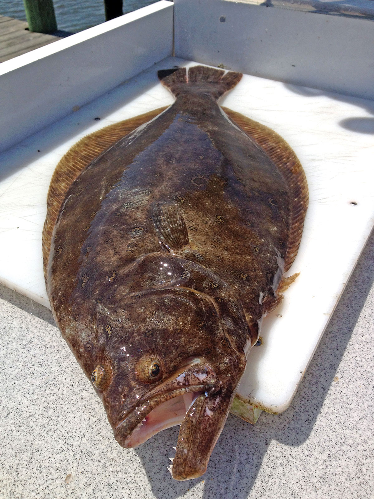 A big fluke fish laid on a board