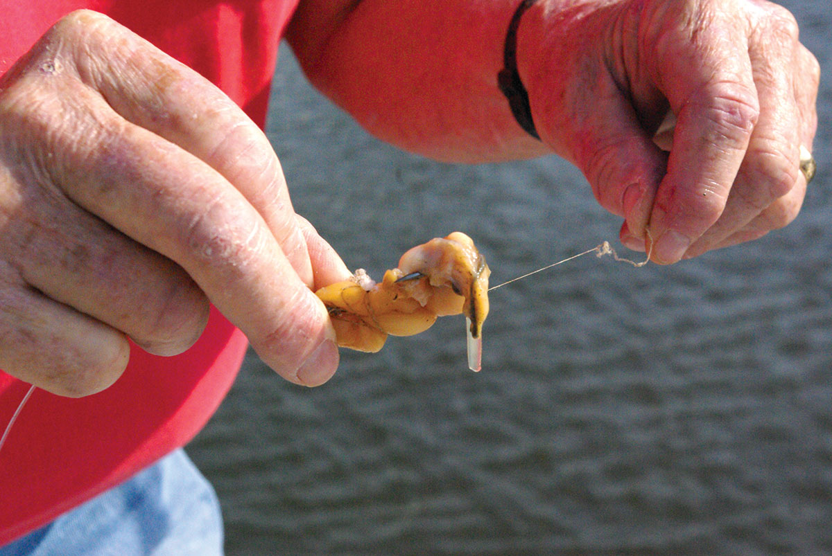 Hooking a clam for bait