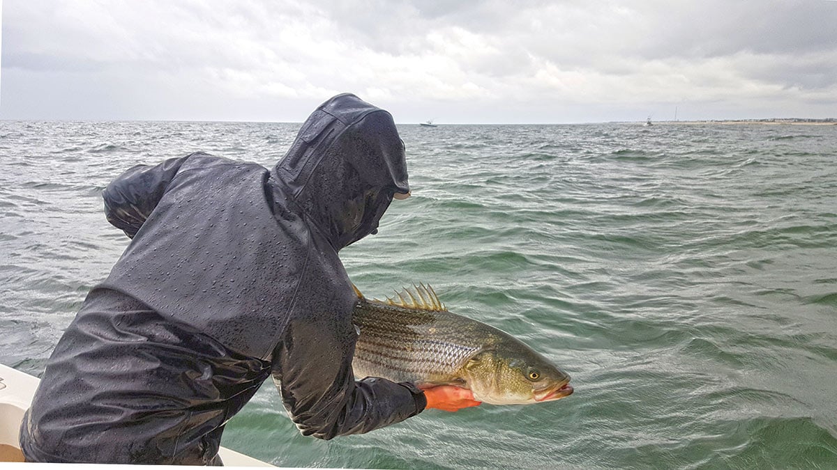 Man turning his back while showing off the striped bass he caught