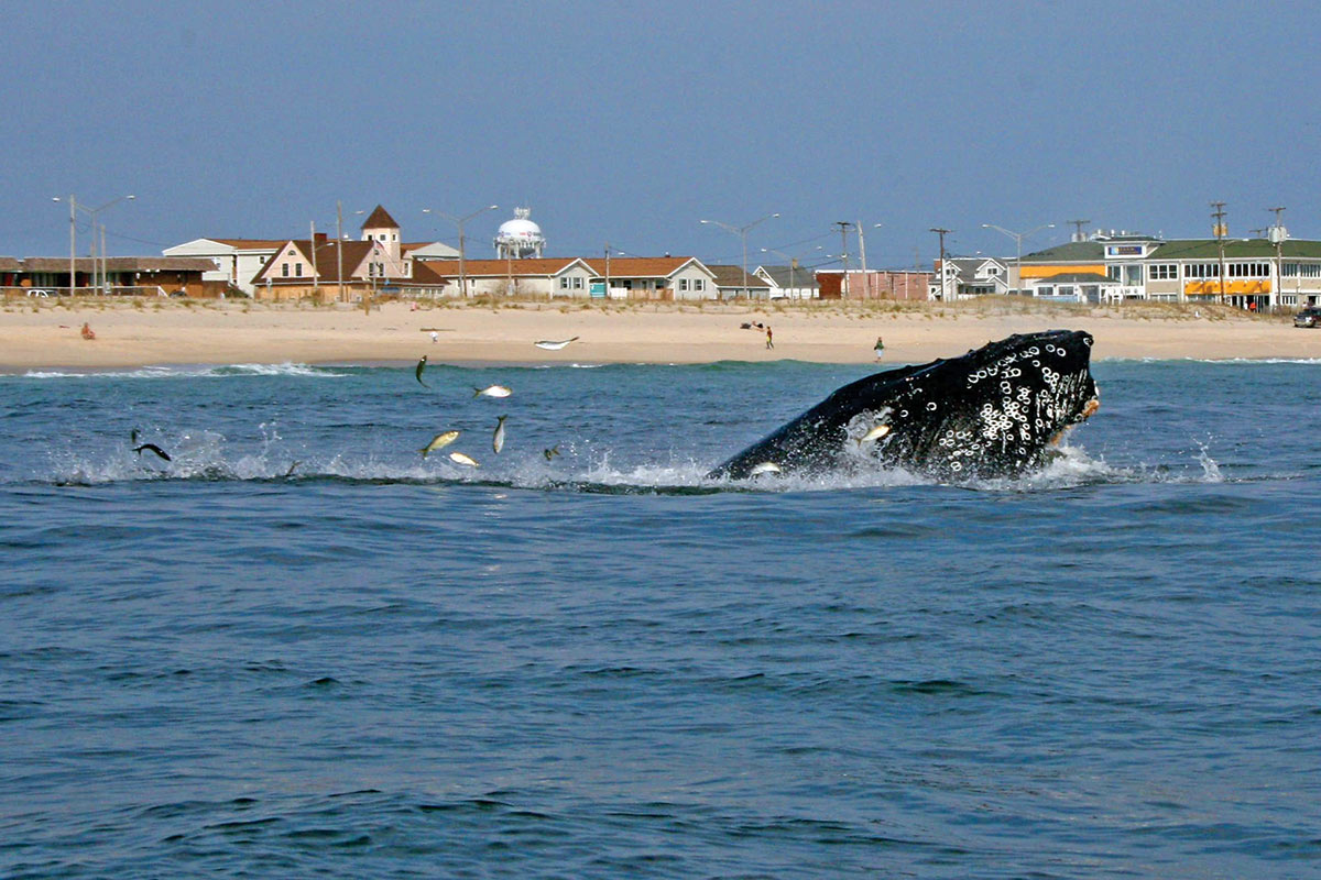 Humpback whale surfacing in the water